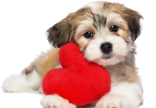Valentijnsdag: kunnen dieren ook verliefd zijn, net als mensen?