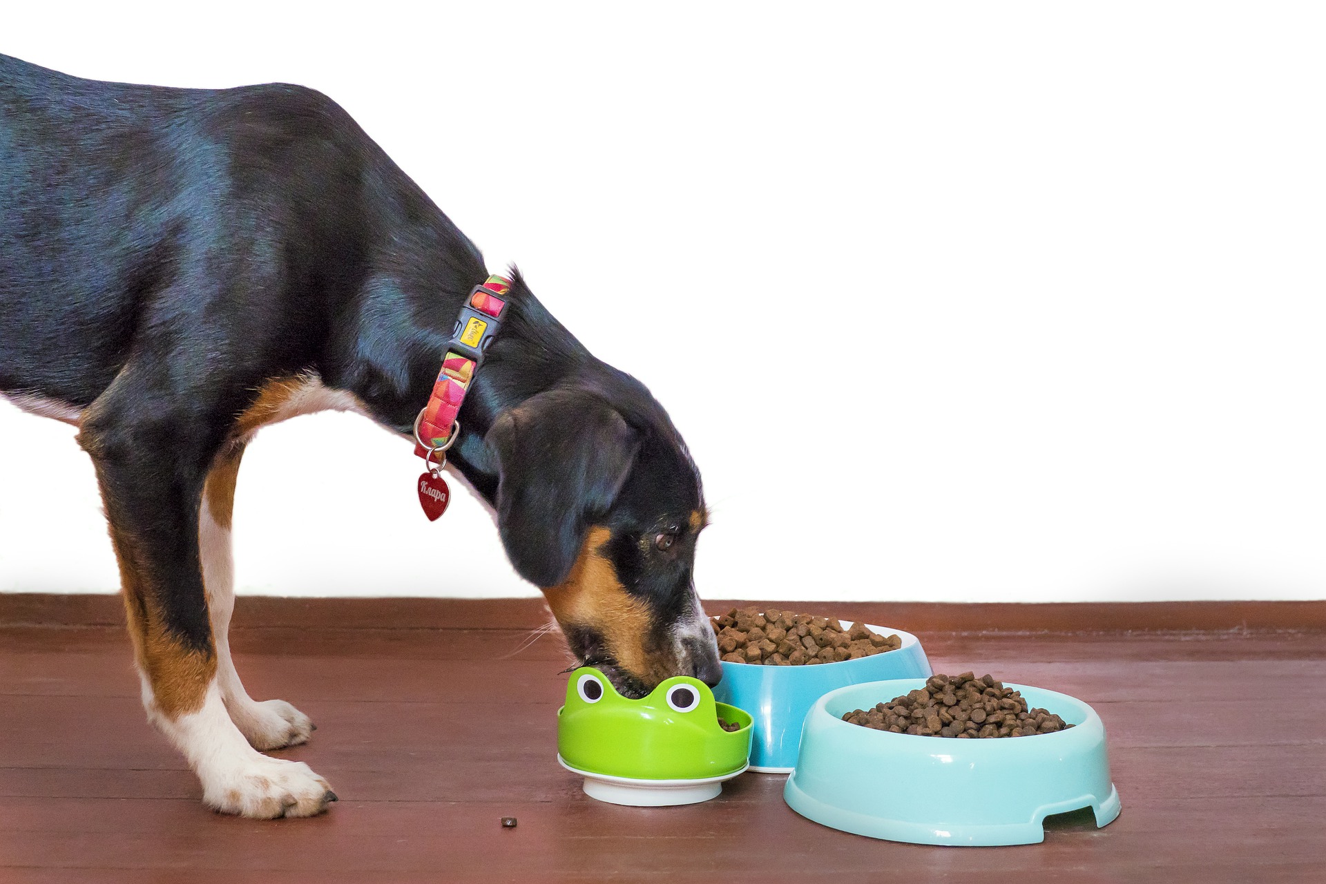 Hoelang doet een hond over het verteren van voedsel?