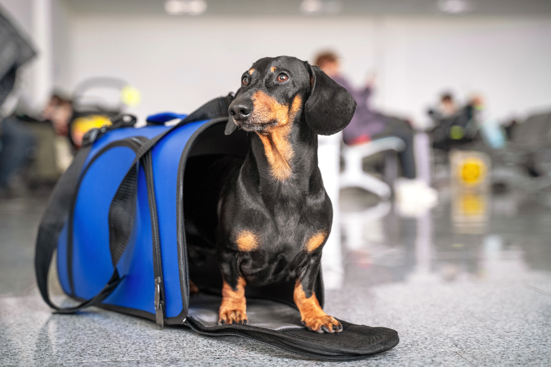 Nachtmerrie voor vakantieganger: vliegmaatschappij raakt hond kwijt