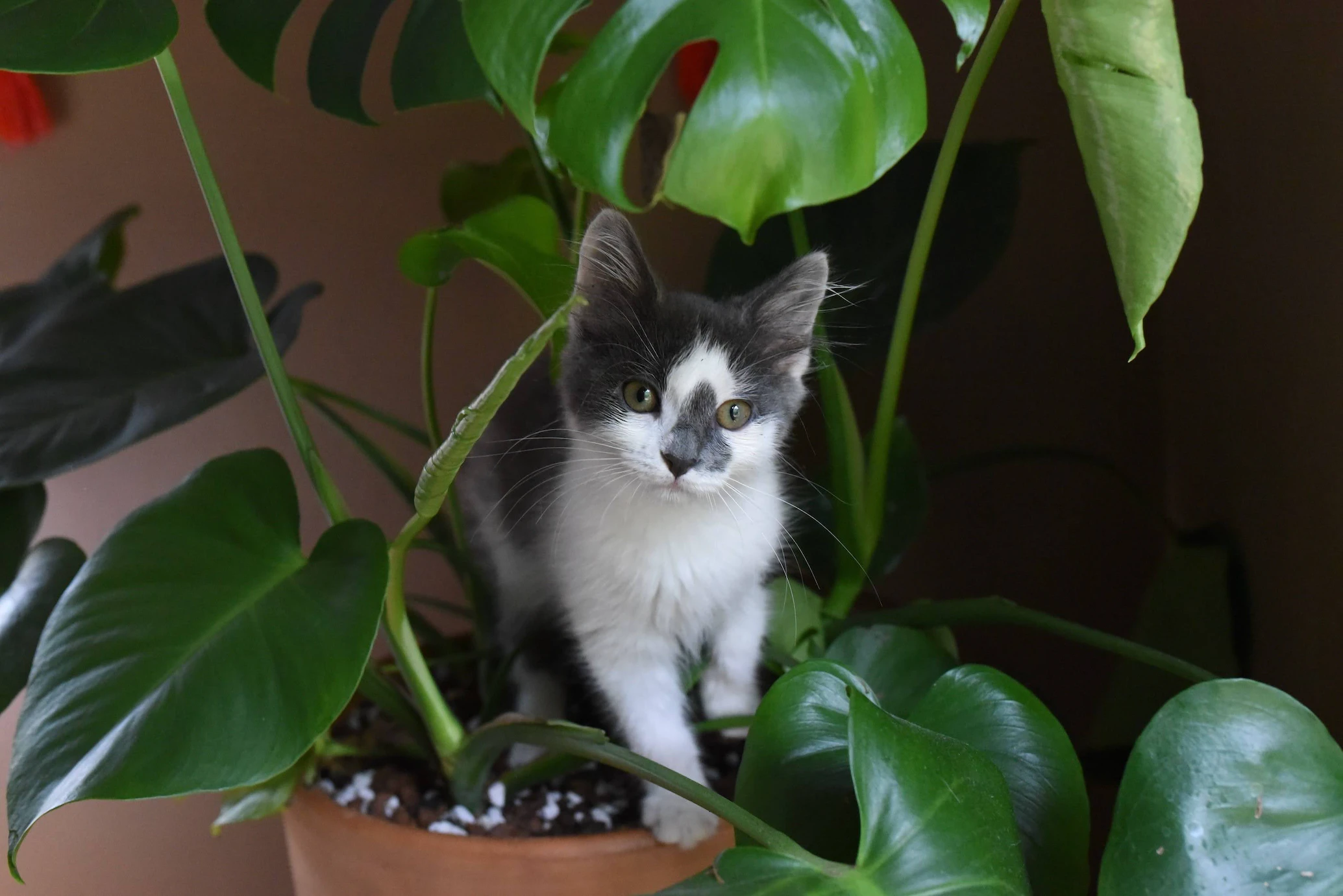 giftige kamerplanten kat