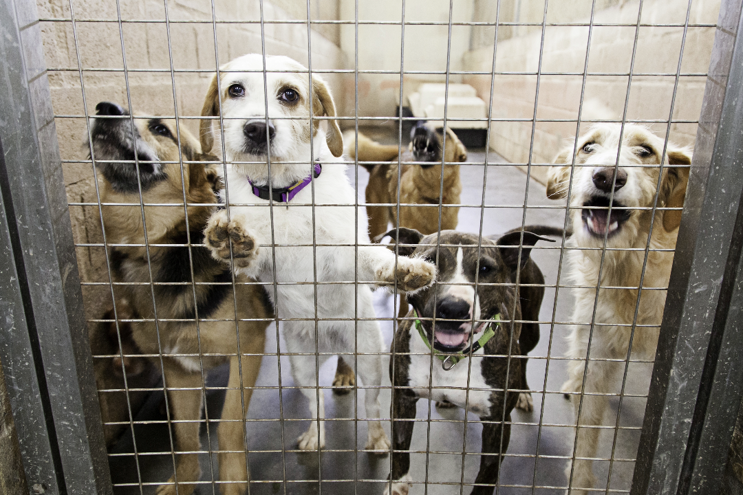 huisdier afstaan asiel