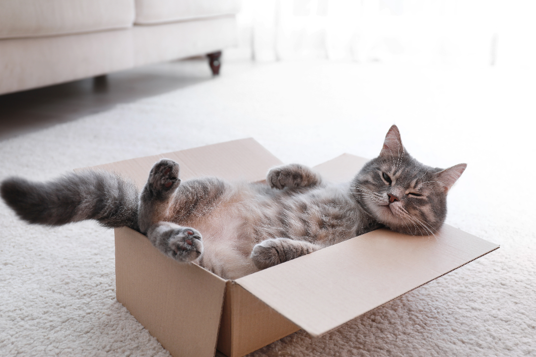 kat in een doos