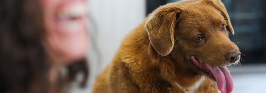 Bobi, de oudste hond van de wereld (31), is overleden