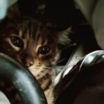 kat onder de motorkap
