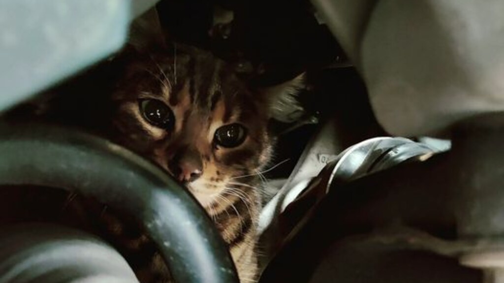 Katten onder motorkap vanwege kou: dierenambulance meerdere keren uitgerukt