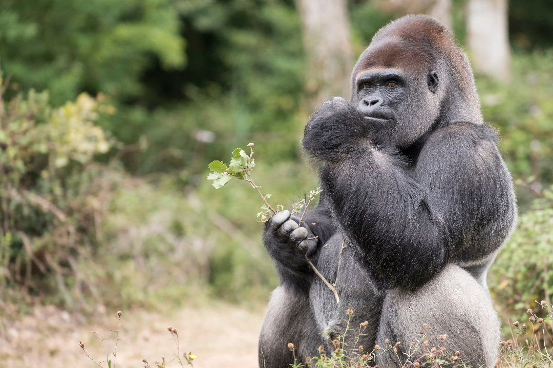 gorillas blijdorp