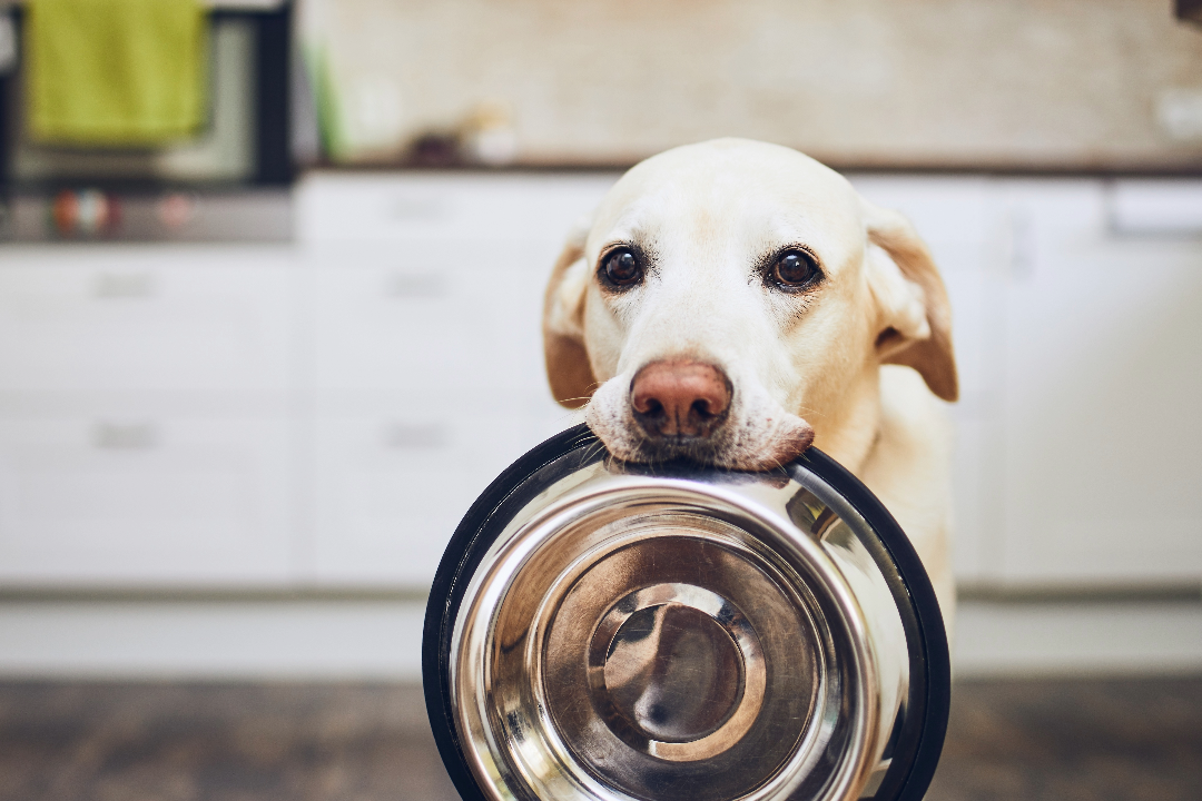 Deze voedselproducten mag je jouw hond absoluut niet voeren