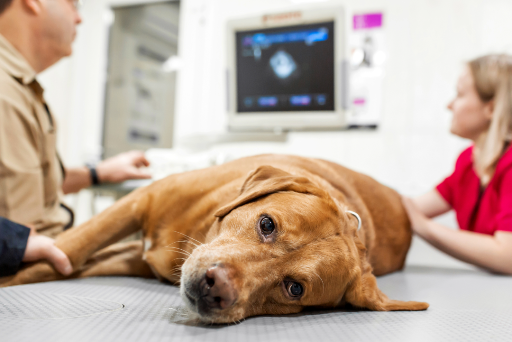Artsen pleiten voor verplichte huisdierenverzekering