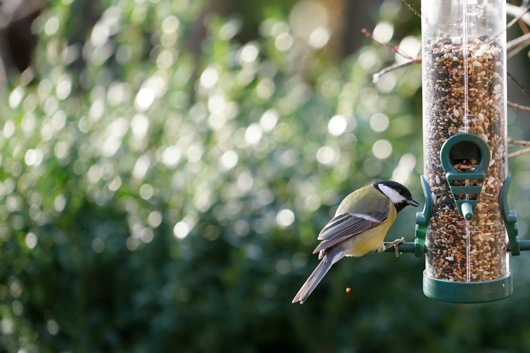 Vogelbescherming: ‘Voer voor vogels in tuin kan levensgevaarlijk zijn’