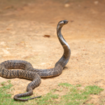 Giftige cobra ontsnapt in Lelystad