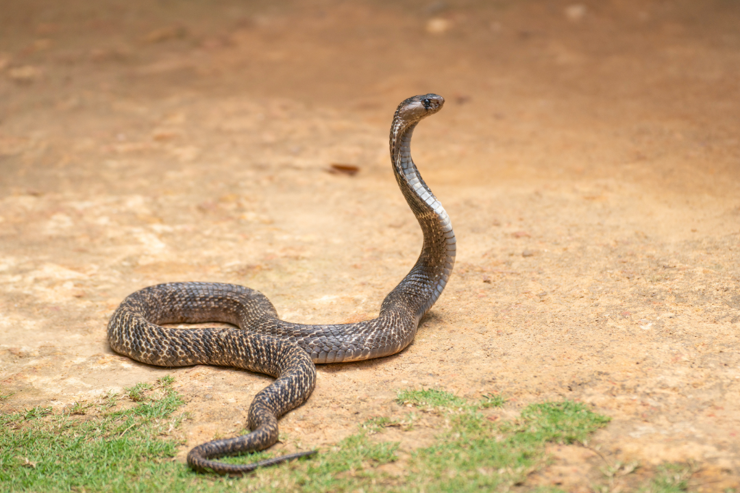 Giftige cobra ontsnapt in Lelystad