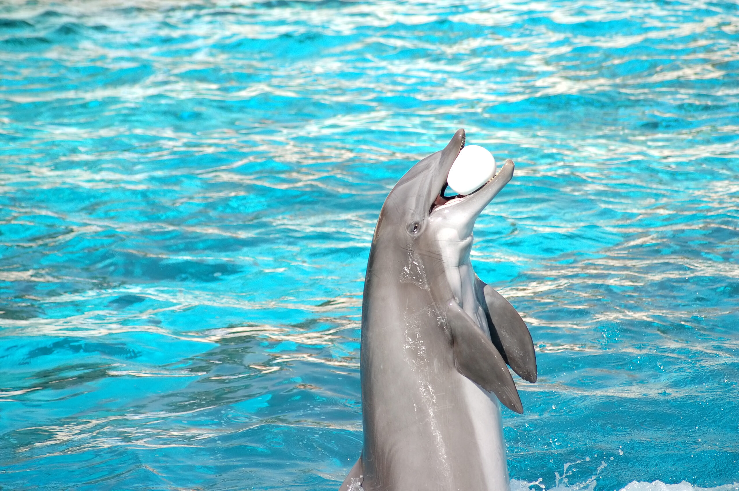 RVO: Dolfinarium in overtreding bij dierenshows